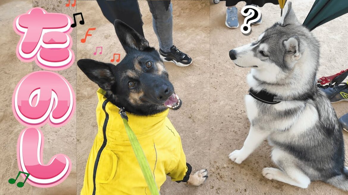 愛犬と道の駅に行ったら、友達とグルメの両方ゲットしましたｗ【ジャーマンシェパード】