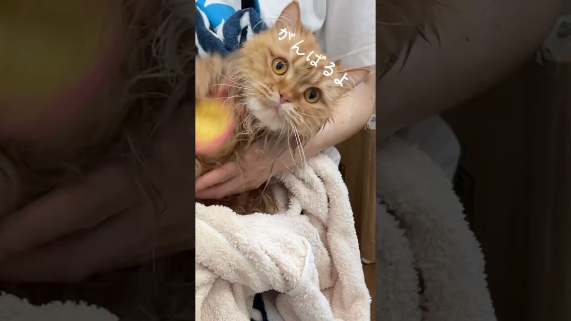 サイベリアンのドライヤー事情【Drybo Plus】