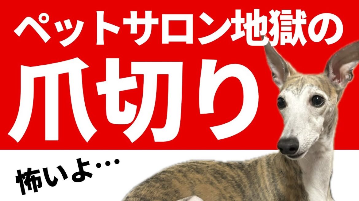 【ウィペット】ペットサロンで大嫌いな爪切り🐶 【ウィペット】ペットサロンで大嫌いな爪切り🐶