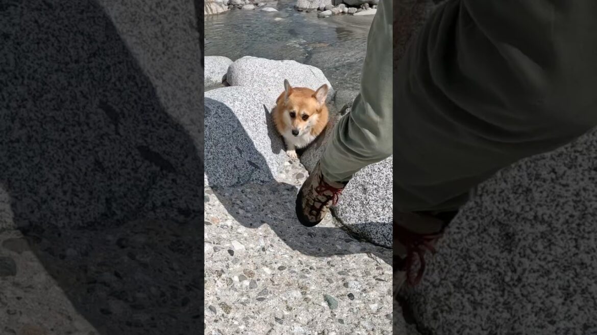 川辺を嬉しそうについてくるコーギー / The Corgi joyfully tagging along by the water. #コーギー #corgi #サクラ