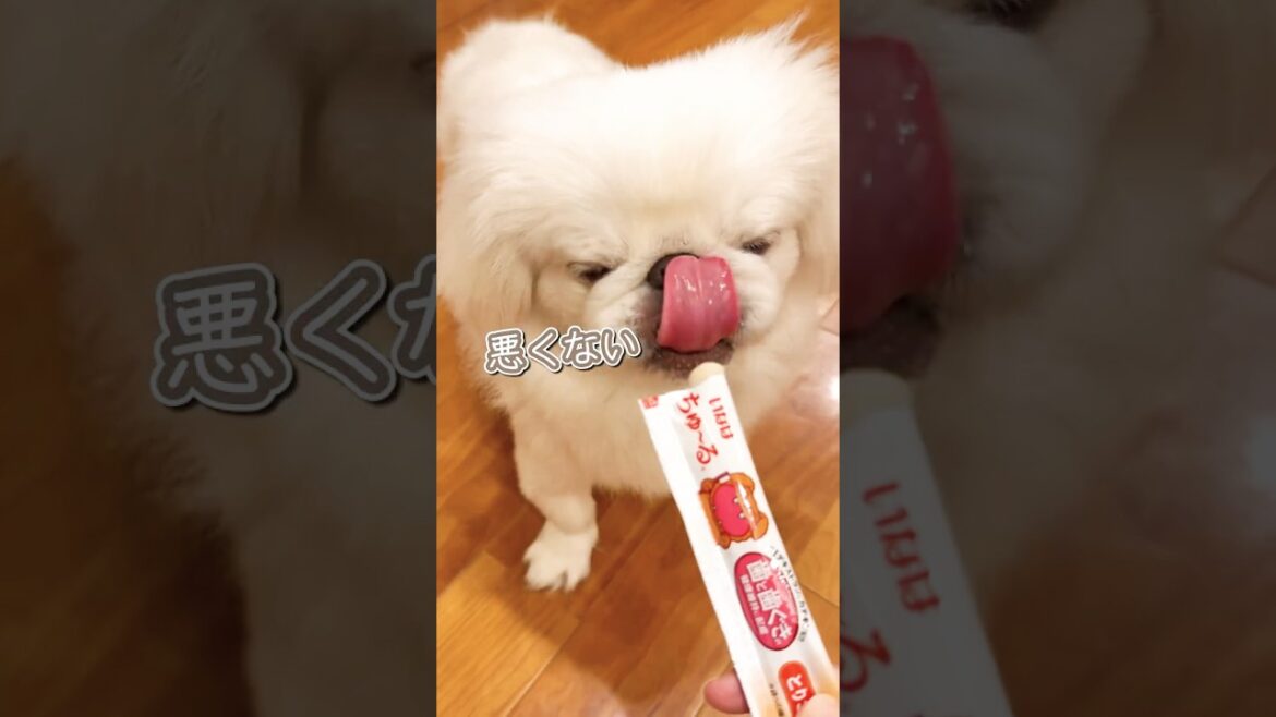 チュールってすごい。笑 #ペキニーズ　#子犬のいる生活 #ちゅーる