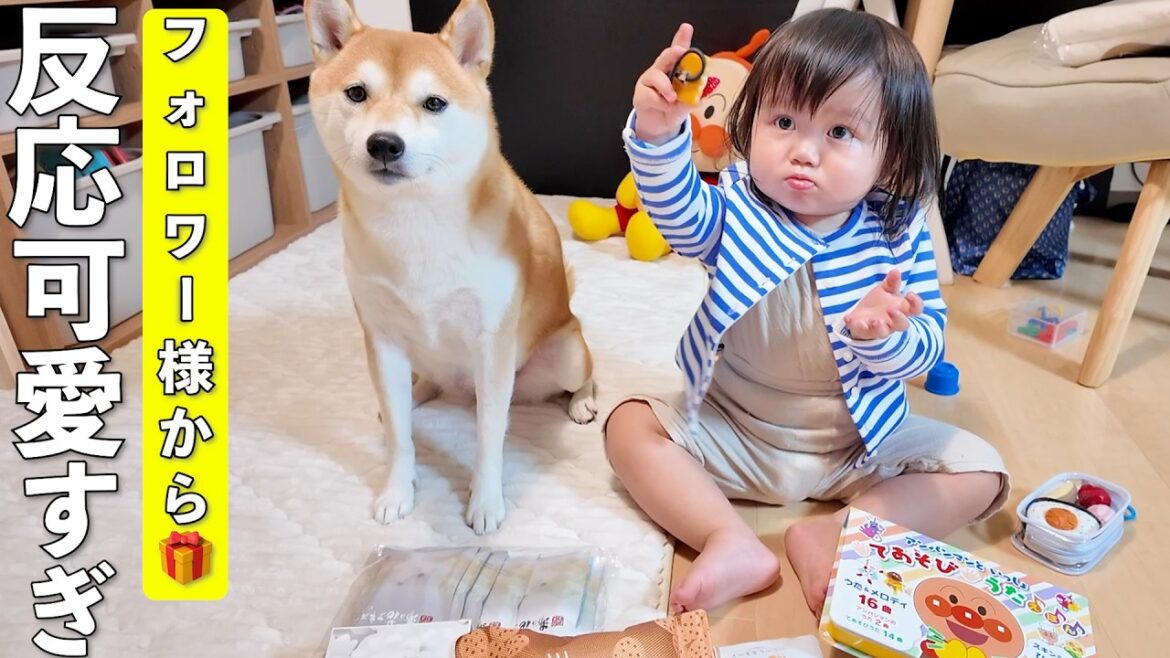 頂いた誕生日プレゼントを前にした2歳娘と柴犬の反応が可愛すぎましたw