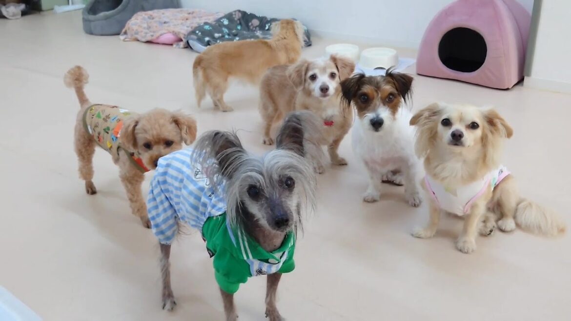 チャイニーズクレステッドちゃんと仲間たち 🐶ひみつきちなう!①🐶  2025年7月30日 チャイニーズクレステッドちゃんと仲間たち 🐶ひみつきちなう!①🐶  2025年7月30日