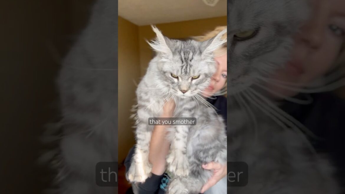 Does your cat know you’re obsessed?