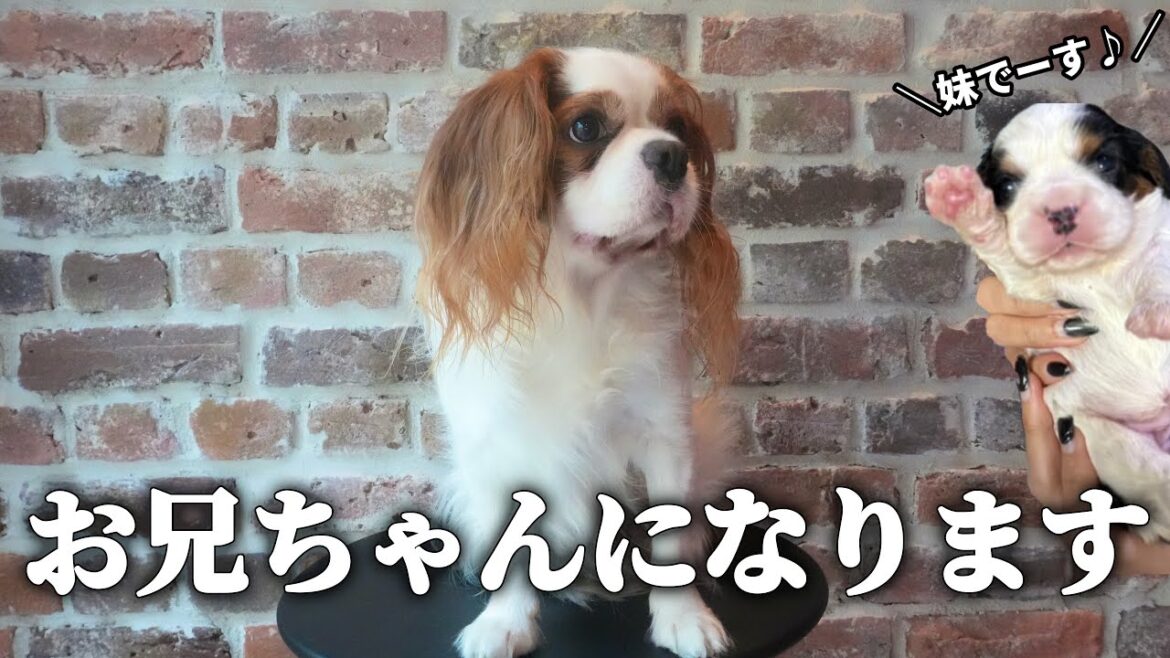 キャバリア子犬をお迎え前に先住犬と最後のおでかけ‼︎これからお兄ちゃん出来るかな？？