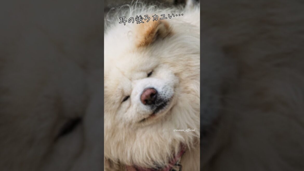 10/11 (2015)の #わさお #snapshotsong