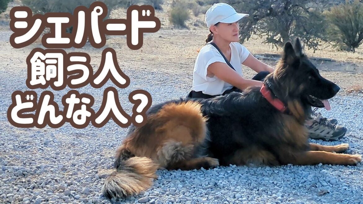 【ジャーマンシェパード】飼い主さんメンタル強くクセも強い？努力家で愛犬家😊