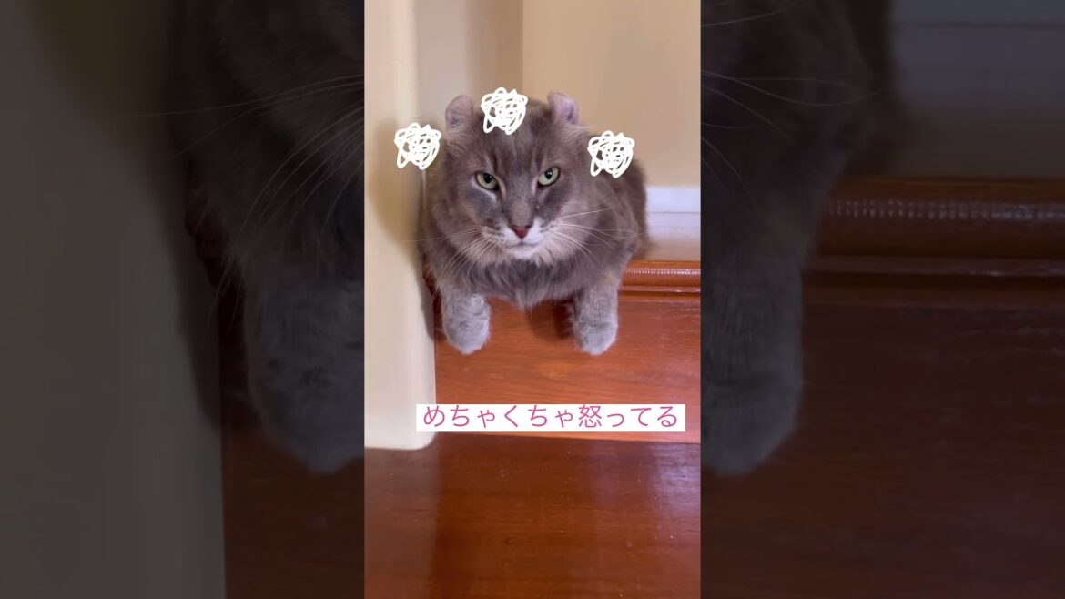 angry cat #ねこ動画 #アメリカンカール #catshorts