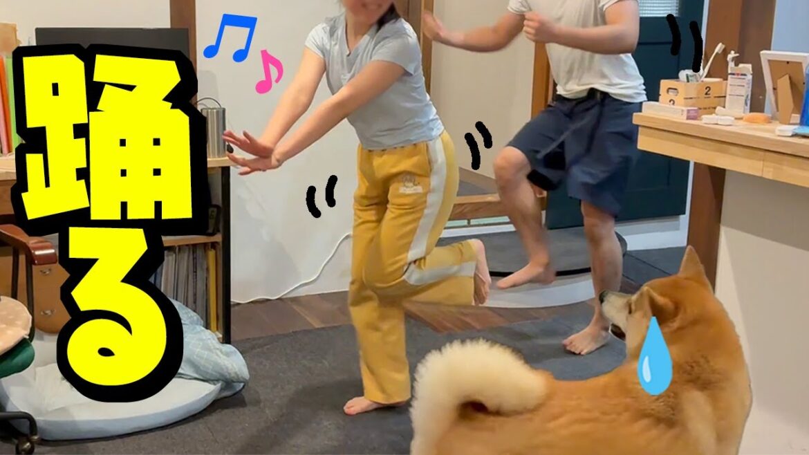 夫婦から子供達へ重大発表したら喜び過ぎてドン引きする柴犬 夫婦から子供達へ重大発表したら喜び過ぎてドン引きする柴犬