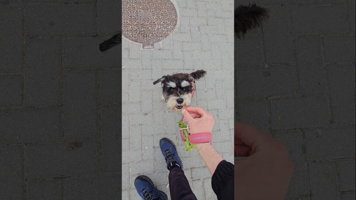 Miniature Schnauzer Stops For Treat Miniature Schnauzer Stops For Treat