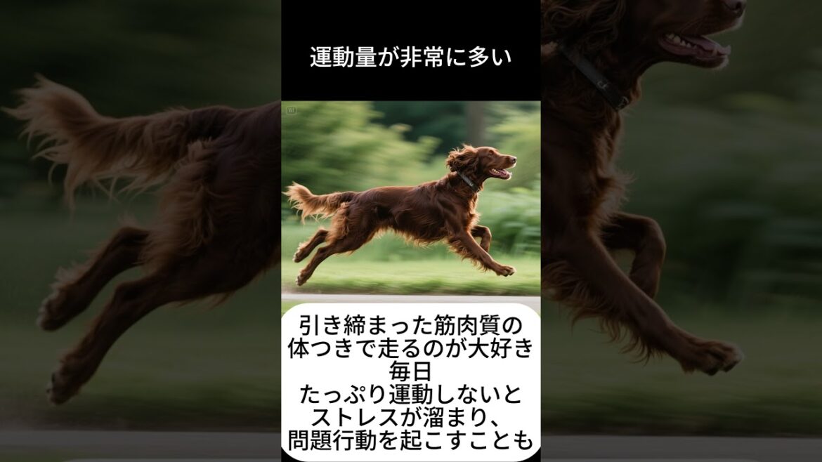 アイリッシュ・セターの雑学