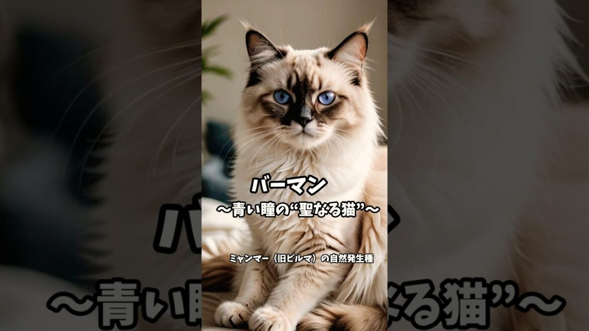 バーマン バーマン