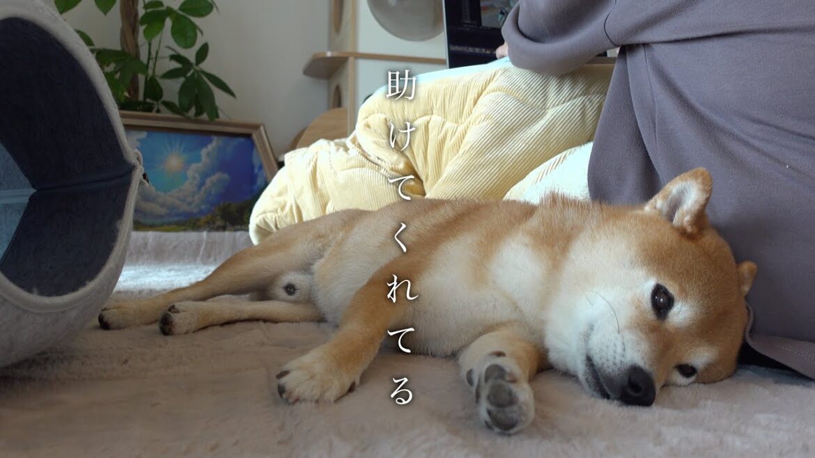 助けてくれてありがとね。