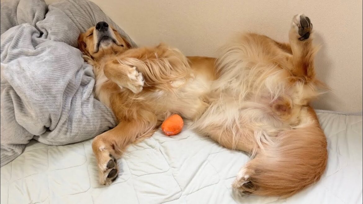 爆睡中に"おねしょ"して目覚めた瞬間、現実が受け止めきれず涙目になる犬がこちらです..【ゴールデンレトリバー・ボーダーコリー】