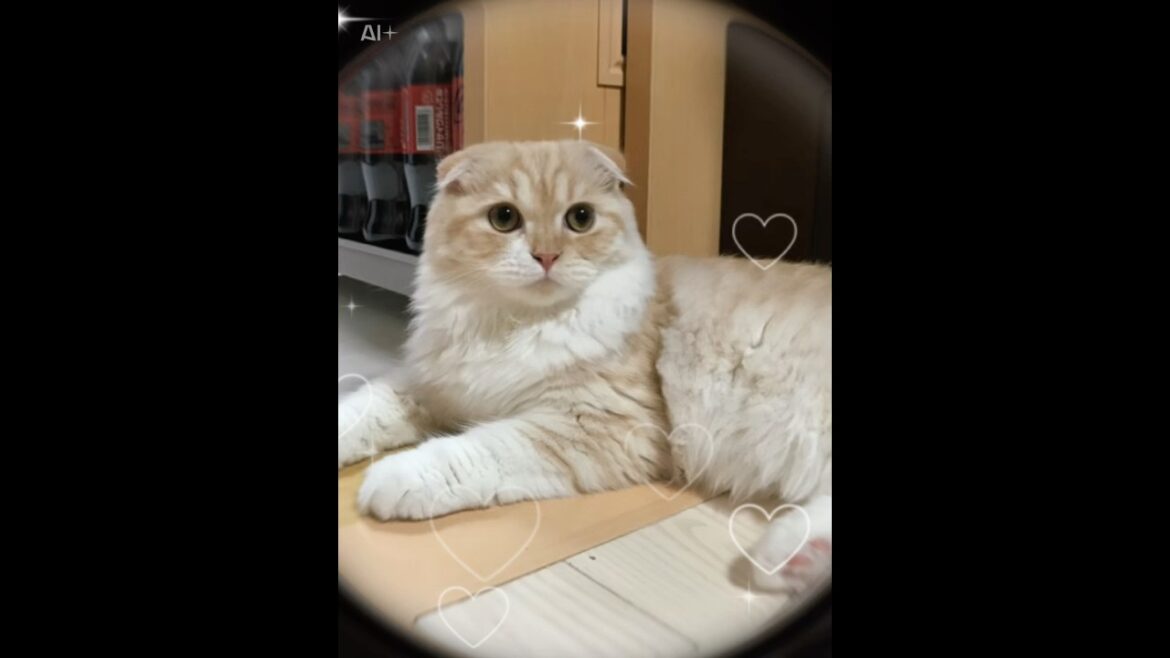 APTを歌うスコティッシュフォールド　#スコティッシュフォールド #ねこのいる生活 #cat #ねこ動画 #ai #apt