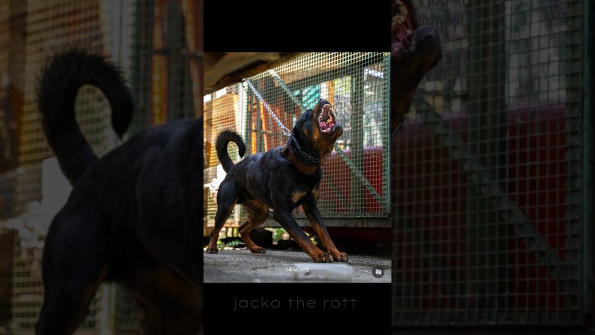 most dangerous breed #rottweiler #dogbreed