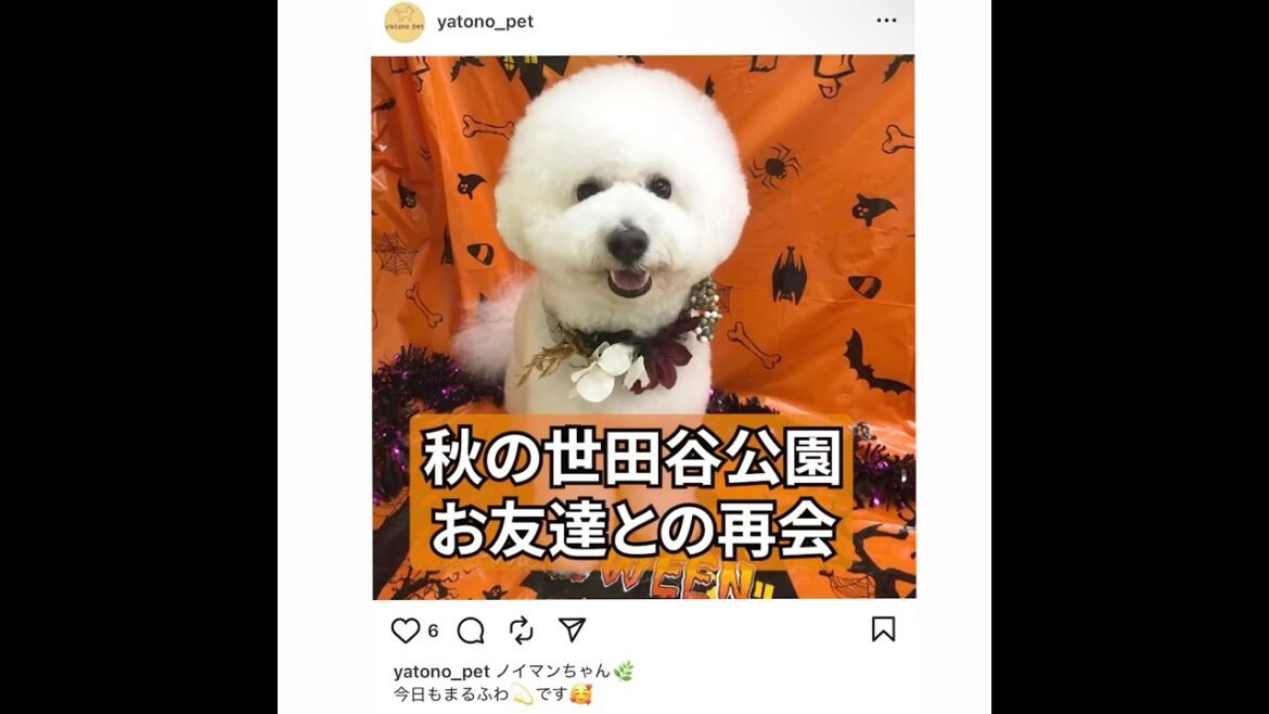 白モフのお友達と再会！ #ビションフリーゼ #いぬのいる生活