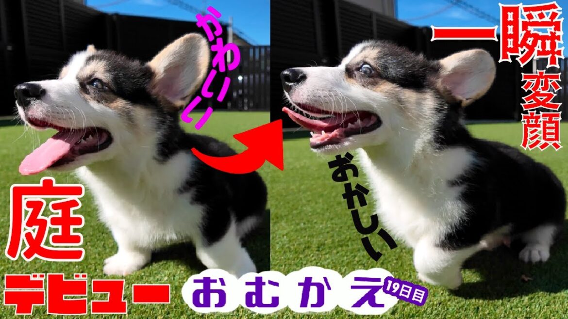 【コーギー】初めてのお庭　あと知育おやつに挑戦【生後二ヶ月半の子犬】