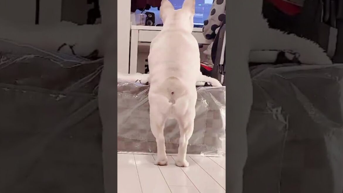 今日は一発で登れたで〜【フレンチブルドッグ frenchbulldog】 #dog #フレブル飼い方 #ペット 今日は一発で登れたで〜【フレンチブルドッグ frenchbulldog】 #dog #フレブル飼い方 #ペット