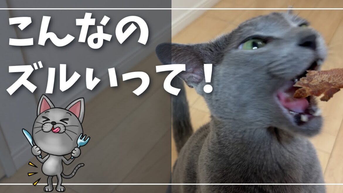 食欲の秋、ちょっと贅沢な『分厚いかつおぶし』に夢中になる猫【ロシアンブルー】