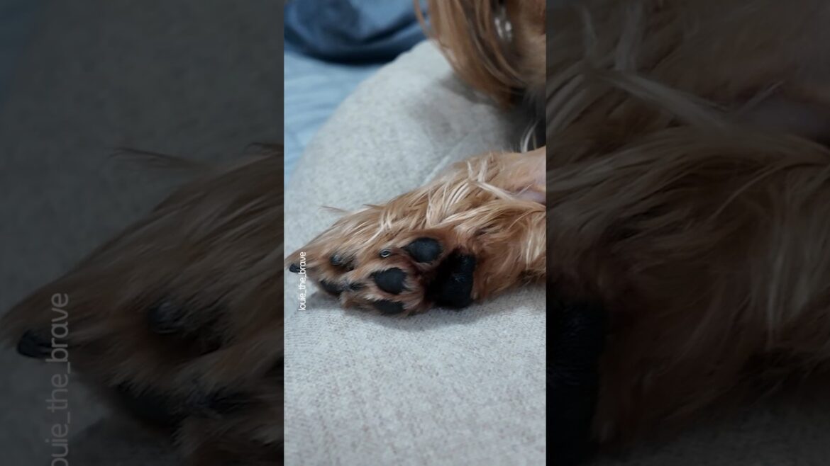 Cuteness starts from the paws🐾