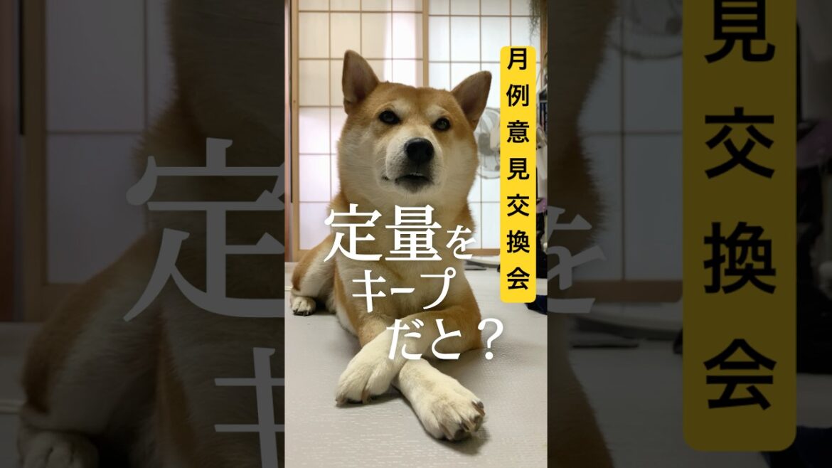 荒れに荒れた月例意見交換会 #柴犬 #柴犬こむぎ #風呂キャンセル界隈