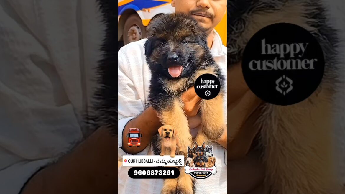 Long Coat German Sheferd Transport to Hubli #transport #hubli #gsd #puppy #dog #pets #shorts #trend