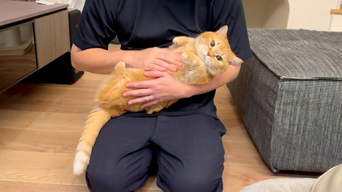 今日もお出迎えに大忙しの甘えん坊猫