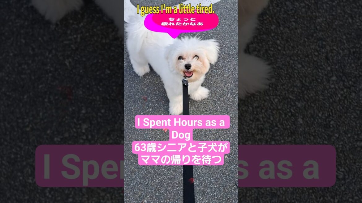 I Spent 24 Hours as a Dog🐶「63歳シニアとマルチーズ子犬がママの帰りを待つ」