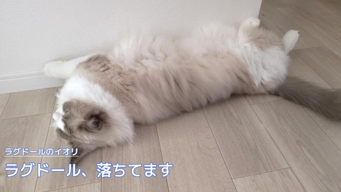 【ラグドール】ラグドール、落ちてます