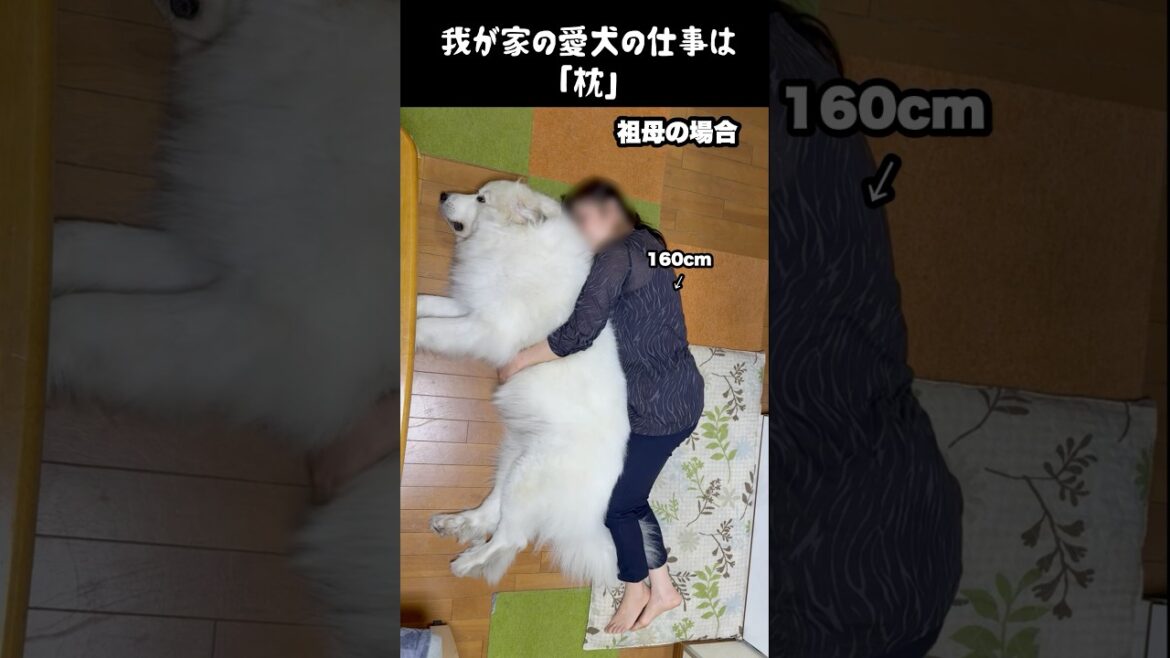 うちの愛犬の仕事が枕すぎて爆睡不可避　#greatpyrenees #癒し #大型犬のいる生活 #大型犬と暮らす #大型犬 #グレートピレニーズ #犬のいる生活 #ペット #愛犬 #可愛い