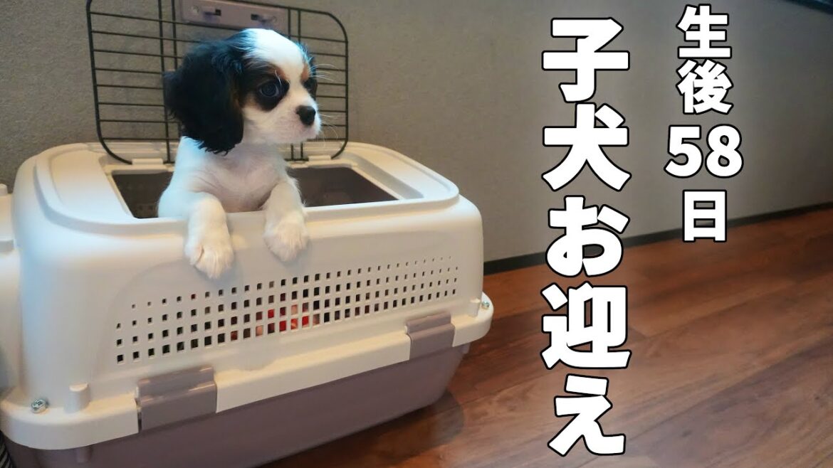キャバリア子犬をついにお迎え‼︎トライカラーの可愛い女の子が新しい家族になりました