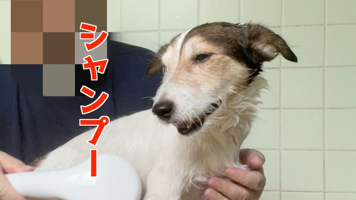 シャンプーは好きかも？と思い出したジャックラッセルテリアｗ