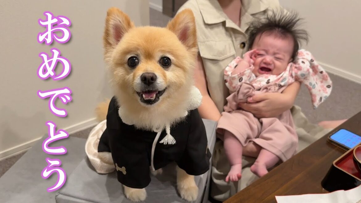 【祝】赤ちゃんの生後100日を一緒に祝ってくれるポメラニアンが可愛過ぎました…