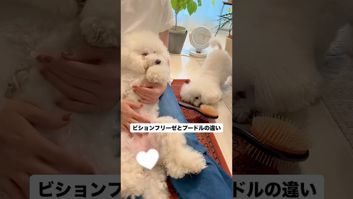 ビションフリーゼとプードルの違い