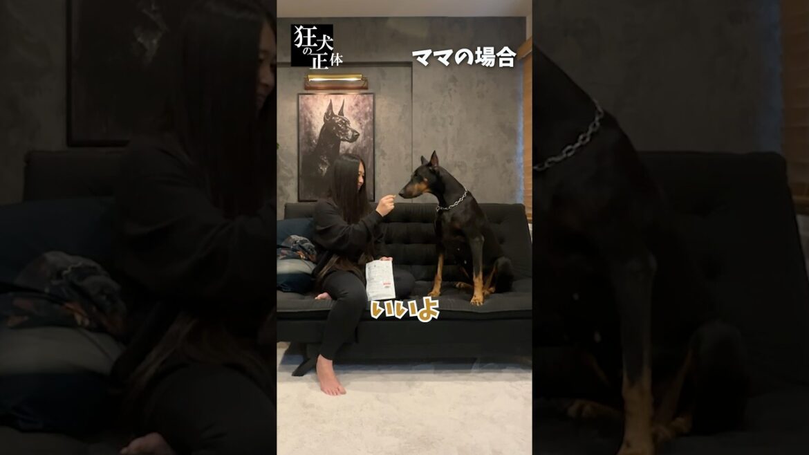 可愛げのないドーベルマン