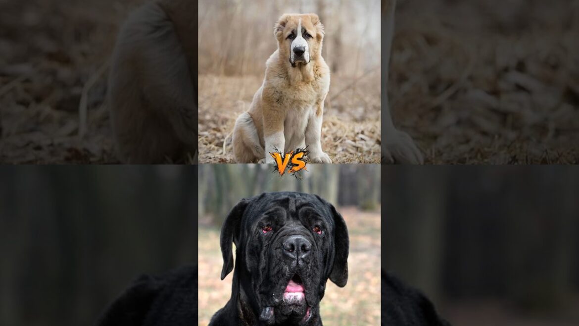Alabai vs Neapolitan Mastiff Wh #facts #dogbreeds #dog #animals #shorts