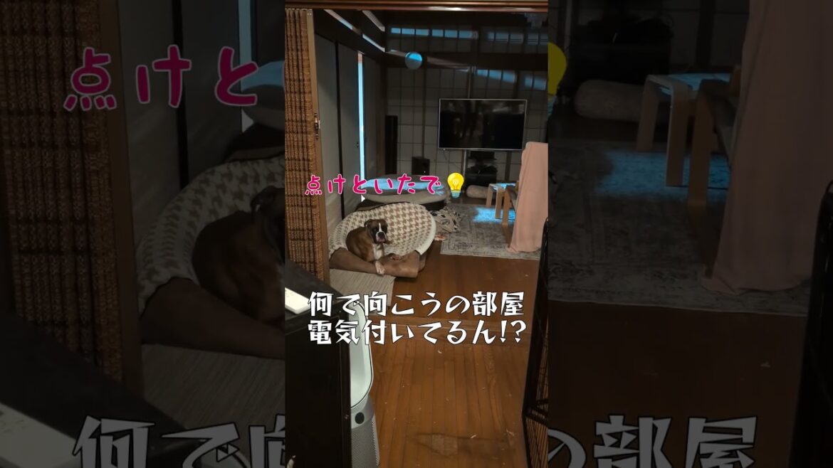 家は知育玩具③ #ボクサー犬 #犬のいる生活 #面白集 #ペット #コントチャンネル #大型犬のいる生活 #破壊 #知育玩具