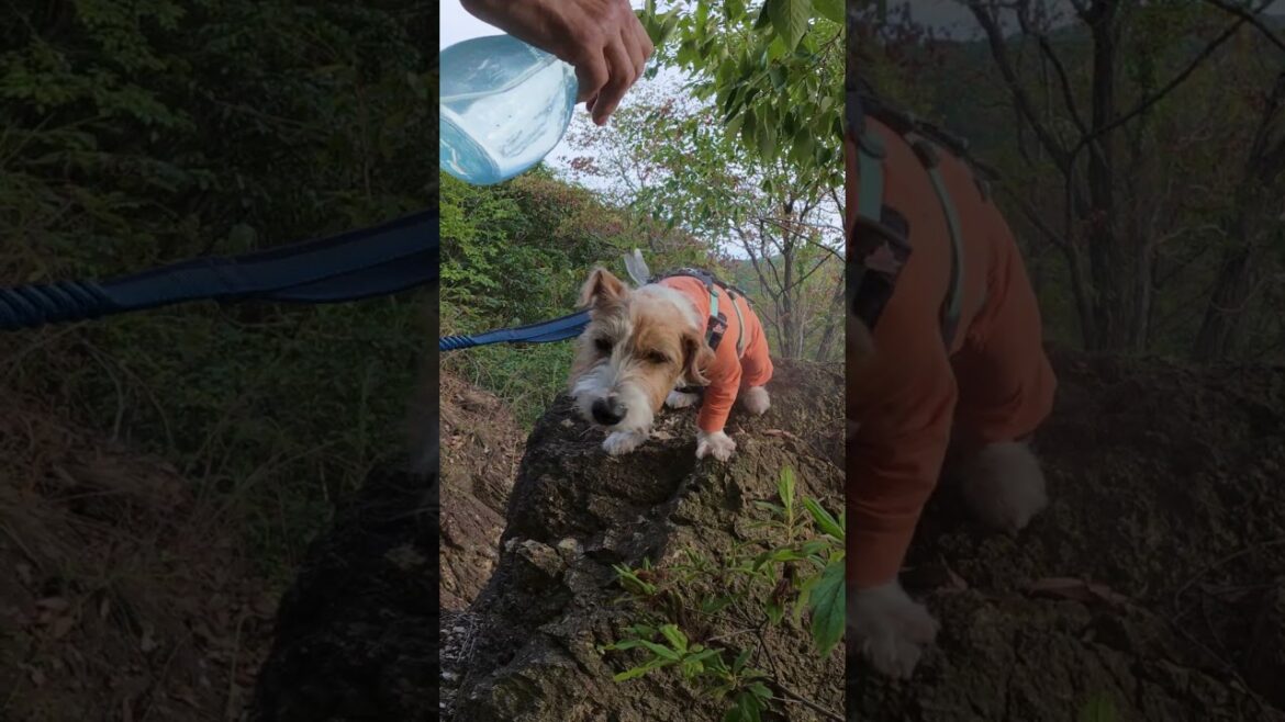 夏休みからの再開リハビリ登山 #ジャックラッセルテリア #jackrussellterrier #登山犬