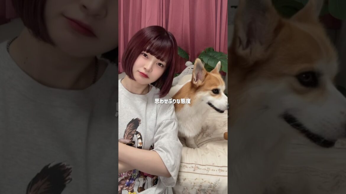 あぁ、もう🐕 #サウシードッグ #振り付け #コーギー