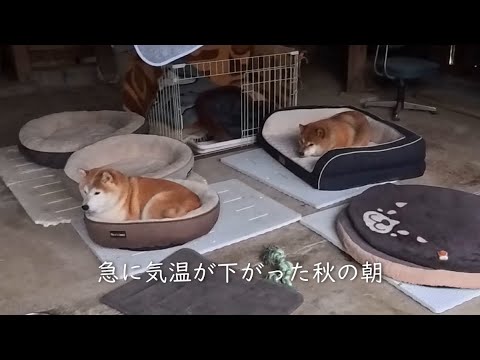 2025年10月13日(月) ベッドから出たくないでゴザる 2025年10月13日(月) ベッドから出たくないでゴザる