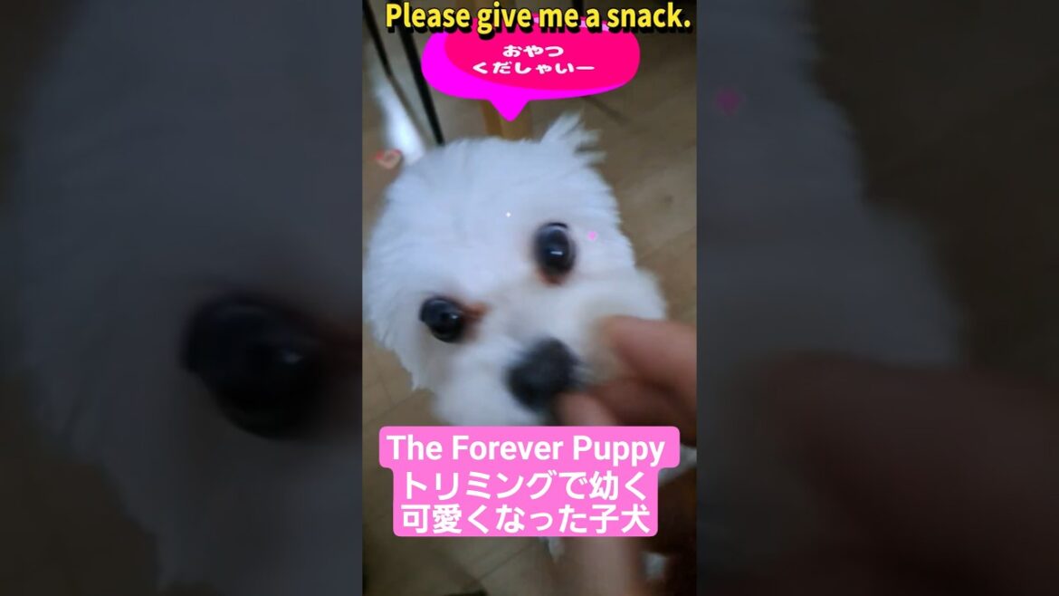 The Forever Puppy: The Maltese That Won't Grow Up🐶「トリミングで幼く可愛くなった63歳シニアと暮らすマルチーズ子犬」