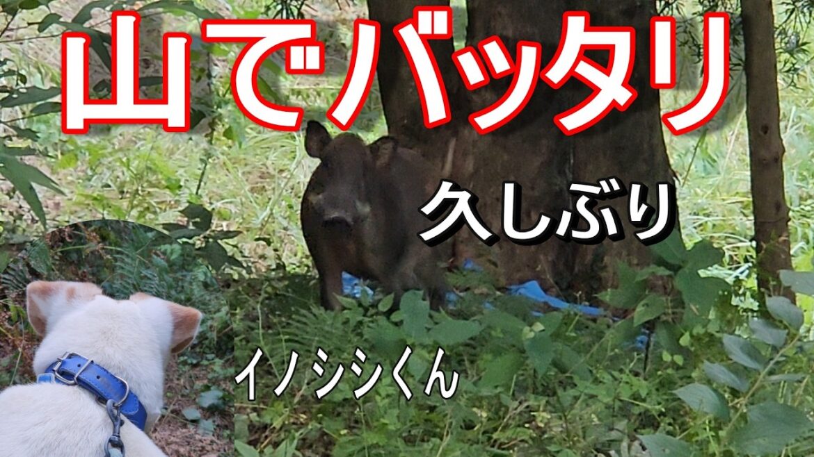 栗ひろいに山へ行ったら猪(イノシシ)くんとバッタリ遭遇！