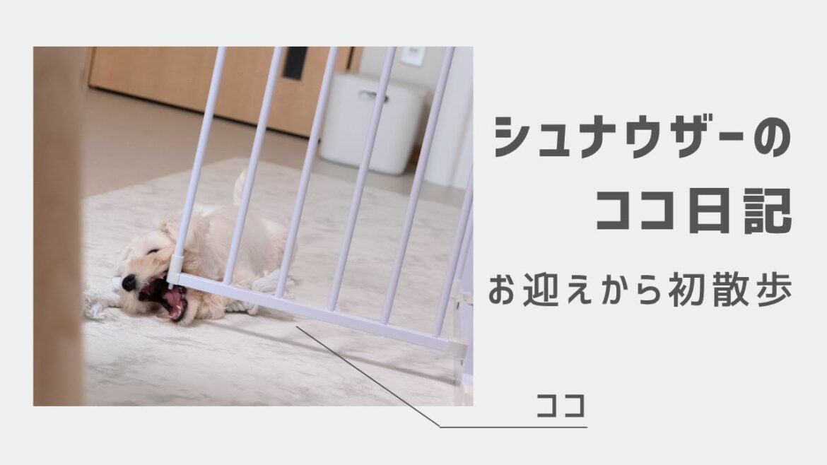 ミニチュアシュナウザーの赤ちゃんをお迎えしました🐶💕初対面の瞬間…　#シュナウザー #dog #pets