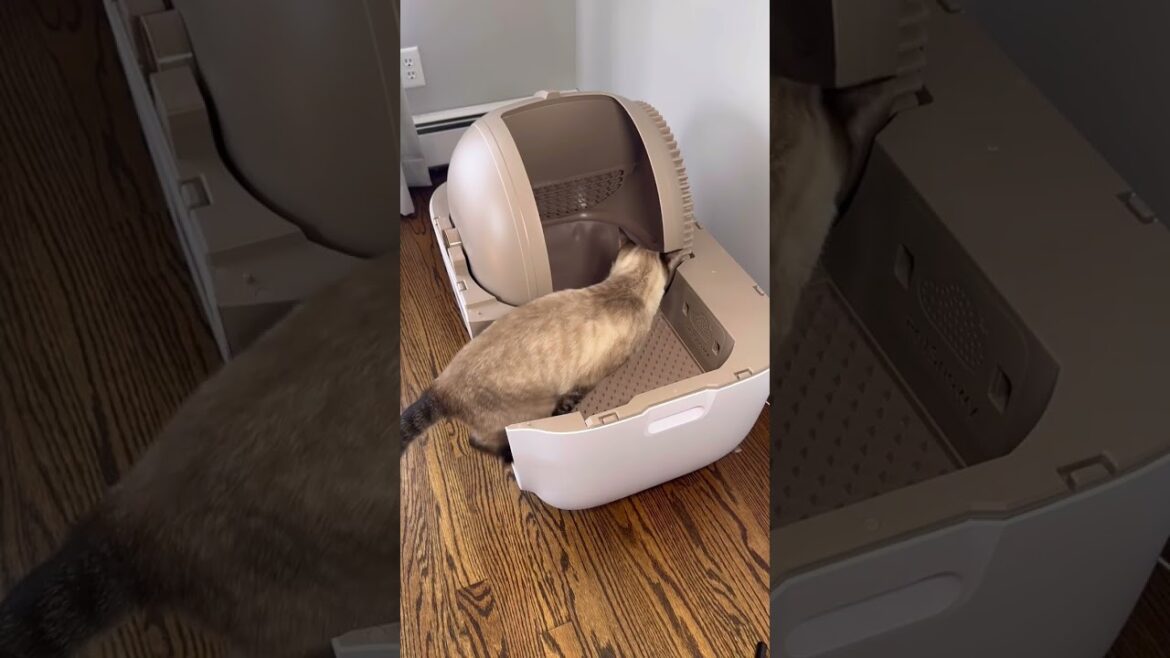 もう猫砂をすくう必要がないことに気づいたとき🥲 | PetSnowy Snow+ もう猫砂をすくう必要がないことに気づいたとき🥲 | PetSnowy Snow+