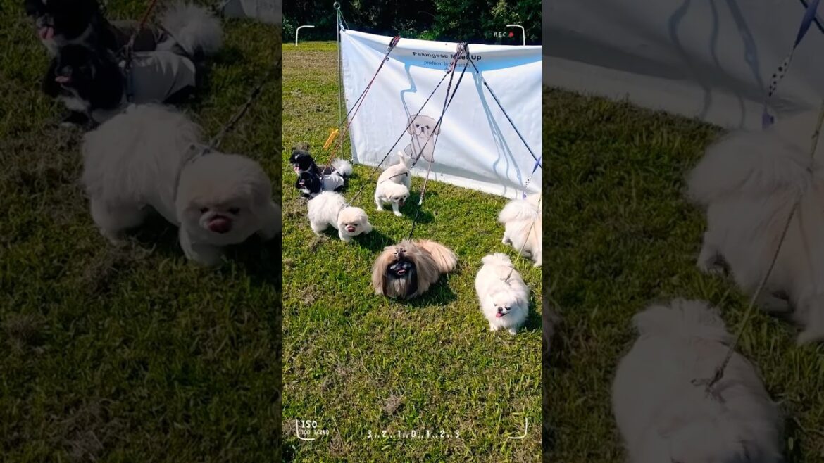 ペキニーズ大集合！！！#pekingese #ペキニーズ #犬のいる生活  #puppy #cute