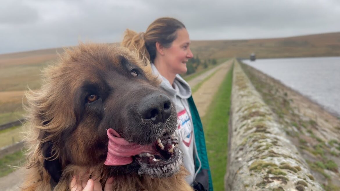 Leonberger's First Hike of the Season!