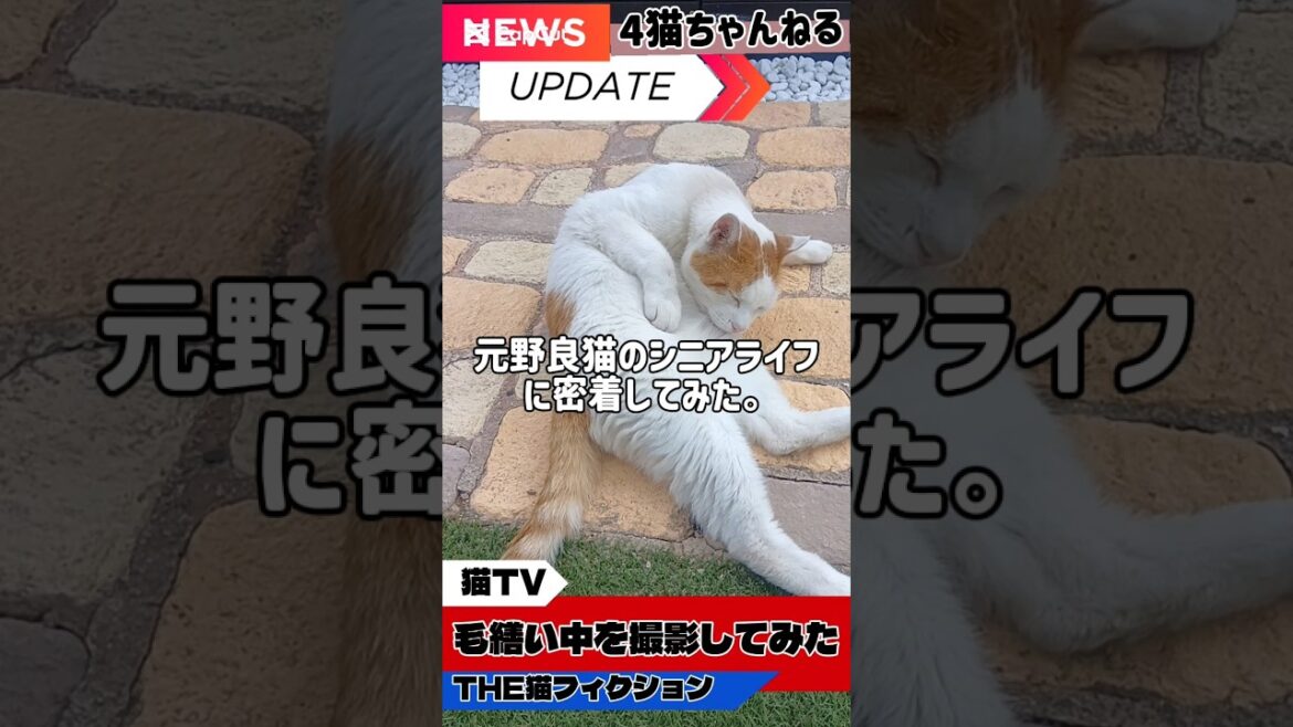【元野良猫のシニアライフに密着してみた。】#日本猫 #ねこ #シニア猫 #元野良猫 #多頭飼い #shorts 【元野良猫のシニアライフに密着してみた。】#日本猫 #ねこ #シニア猫 #元野良猫 #多頭飼い #shorts