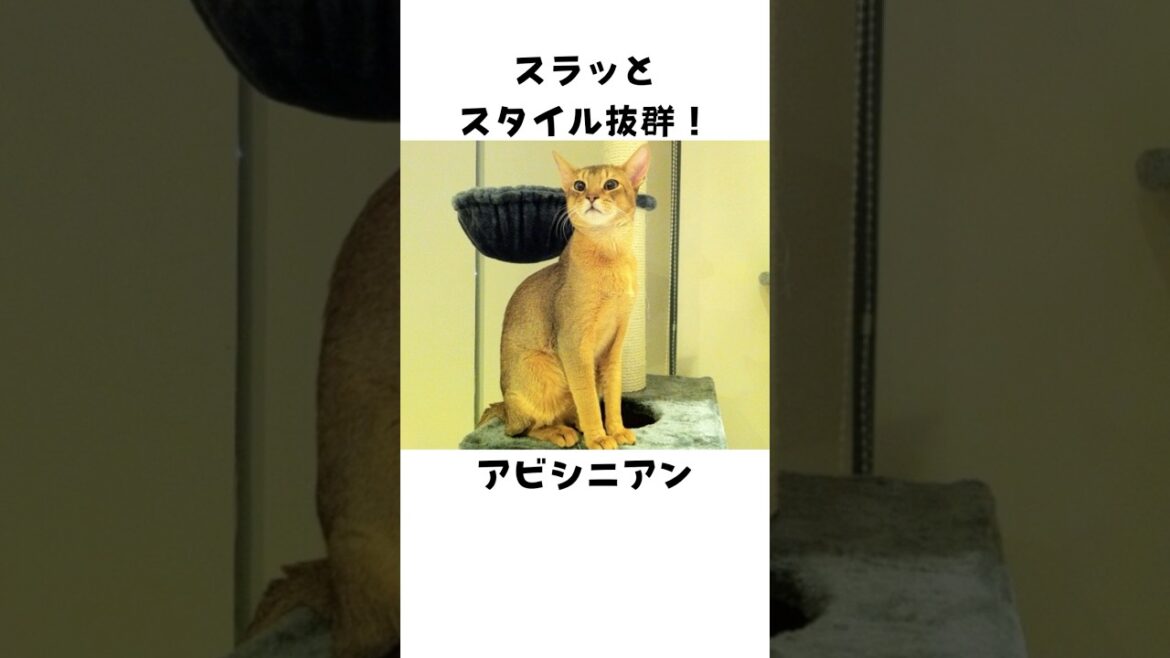 意外と知らないアビシニアン🐈