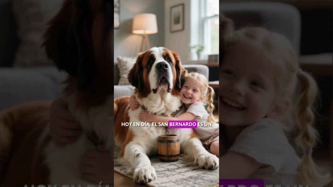 💪🐶 San Bernardo: El héroe de las nieves que salvó vidas humanas ❄️❤️ 💪🐶 San Bernardo: El héroe de las nieves que salvó vidas humanas ❄️❤️